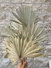 Large Natural Sun Palms// (5 stem Bundle)) // Naturally Grown and Preserved // Wedding Flowers // Dried Palms Assorted Sun Palms - CaliforniaFlowerGrowers.com